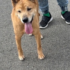 甘々成犬、子犬、成猫譲渡会！ - その他