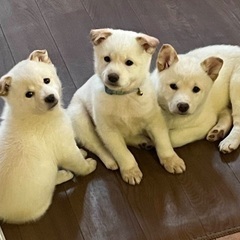 甘々成犬、子犬、成猫譲渡会！ − 島根県