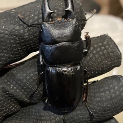 即ブリード可！熊谷市産本土ヒラタクワガタトリオ(♂1♀2)