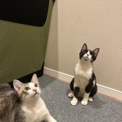 生後６ヶ月になるハチワレとサバ白の兄弟✨元気いっぱい✨