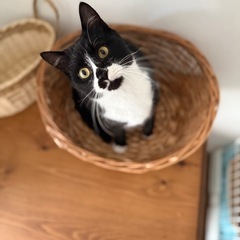 ずっとの家族が決まりました❣️海苔巻き男🍙甘えん坊で穏やかな性格...