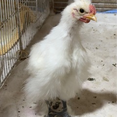 烏骨鶏　中雛　里親募集　決まりました。