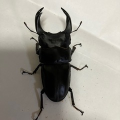 能勢YGオオクワガタ売りますの画像