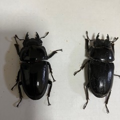 能勢YGオオクワガタ売りますの画像