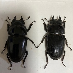 能勢YGオオクワガタ売りますの画像