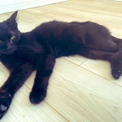 甘えん坊な黒猫ちゃん