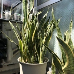 観葉植物サンスベリアの画像