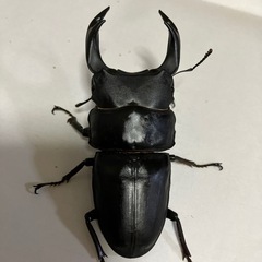 能勢YGオオクワガタ売りますの画像