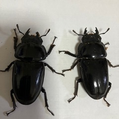 能勢YGオオクワガタ売りますの画像