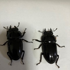 能勢YGオオクワガタ売りますの画像