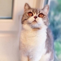 🆘多頭飼育崩壊緊急保護‼️🐈４月６日(日)すみれペットクリニック様にて『 星 』様主催🐾保護猫の譲渡会(予約不用)を開催致します❣❣️️🌸🐈🐾子猫７ヶ月〜成猫ちゃんまで計10匹参加予定❣️❣️🌸🐈🐾皆様のお越しを心よりお待ち致しております❣️🙇‍♀🍀 − 東京都
