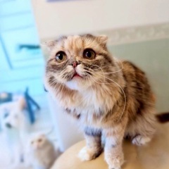 🆘多頭飼育崩壊緊急保護‼️🐈４月６日(日)すみれペットクリニック様にて『 星 』様主催🐾保護猫の譲渡会(予約不用)を開催致します❣️❣️🌸🐈🐾子猫７ヶ月〜成猫ちゃんまで計10匹参加予定❣️🌸🐈🐾皆様のお越しを心よりお待ち致しております❣️🙇‍♀🍀✨ - 猫