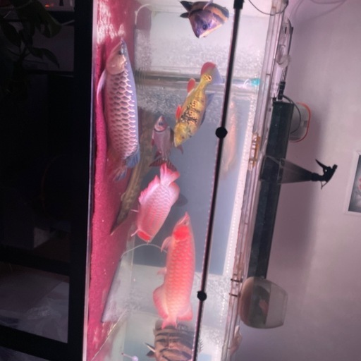 ※3月中旬頃取引できる方　1500水槽