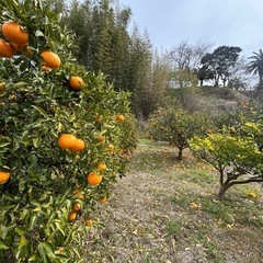 甘夏10kg(今年は出来がいい)の画像