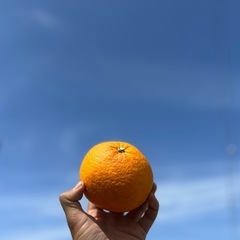 甘夏10kg(今年は出来がいい)の画像