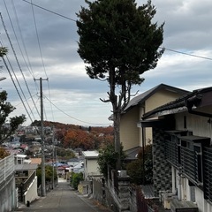 伐採　剪定