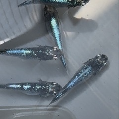 メダカ　黒衣(クロコロモ) 　めだかの画像