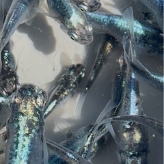 メダカ　黒衣(クロコロモ) 　めだか