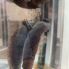 ウーパールーパーの卵（決まりました）の画像