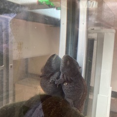 ウーパールーパーの卵（決まりました）の画像