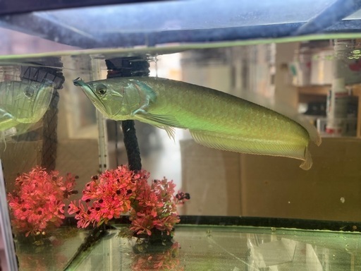 シルバーアロワナ（45cm）
