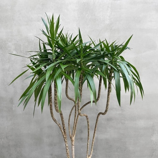 観葉植物 ドラセナ ナビー