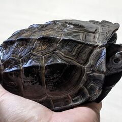銭亀(ゼニガメ)　※カテゴリ違いだったため再投稿