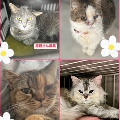 予約制の譲渡会を開催しています！🐱