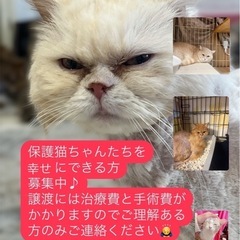 予約制の譲渡会を開催しています！🐱 - 里親募集