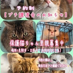 予約制の譲渡会を開催しています！🐱 - 猫