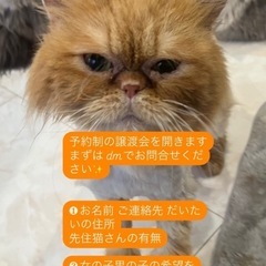 予約制の譲渡会を開催しています！🐱 − 新潟県
