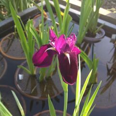 カキツバタ（水生植物）約30株の画像
