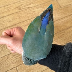 コザクラインコ - その他