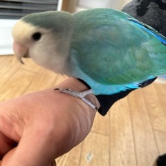 コザクラインコ