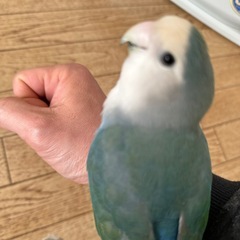 コザクラインコ - 東金市