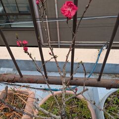 鉢植え・桃の花(鉢ごと50㎏以上)