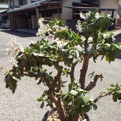 観葉植物　金のなる木　鉢付き