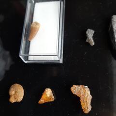 化石セットの画像