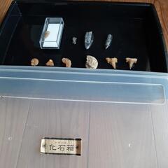 化石セットの画像