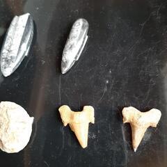 化石セットの画像