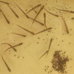 天然採取個体。へミクルタ−.別名カワイワシ８匹セット。の画像