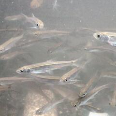 天然採取個体。へミクルタ−.別名カワイワシ８匹セット。の画像