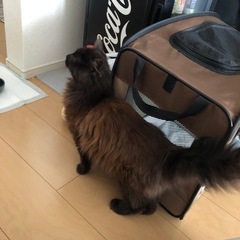 家族が見つかりました✨ - 里親募集