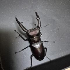 マンディブラリスフタマタクワガタWF1の画像