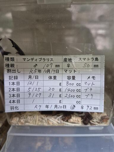 マンディブラリスフタマタクワガタWF1