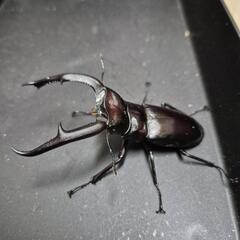 マンディブラリスフタマタクワガタWF1の画像