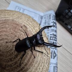 マンディブラリスフタマタクワガタWF1の画像