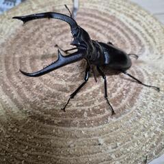 マンディブラリスフタマタクワガタWF1の画像