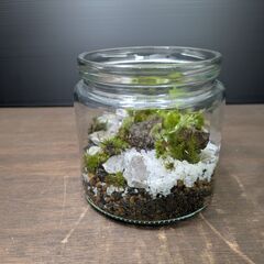みどりのつどい（苔テラリウムワークショップ） − 静岡県