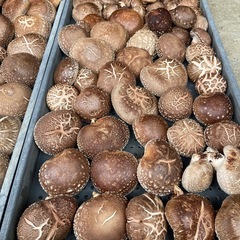 原木椎茸　生椎茸　本日収穫　